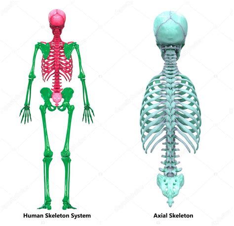 Sistema esquelético humano Esqueleto axial Anatomía Vista posterior 3D