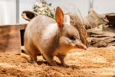 Bilbytwenty Million Years Ago The Bilby Branched Off From The