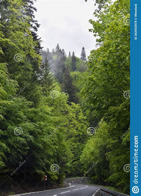 Vertical Shot Of A Road Surrounded By Lush Green Vegetation Romania