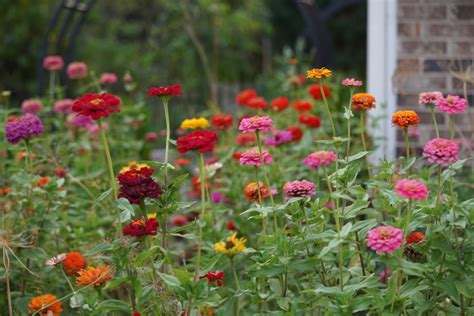 5 Easy Steps To Save Your Own Zinnia Seeds And Grow Zillions Of Flowers