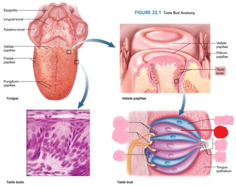 Chapter 22 Senses Of Taste And Smell Flashcards Quizlet