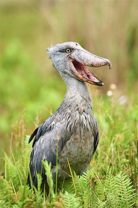 Shoebill Stork In The Swamps Lake Victoria Uganda Photograph By Eric