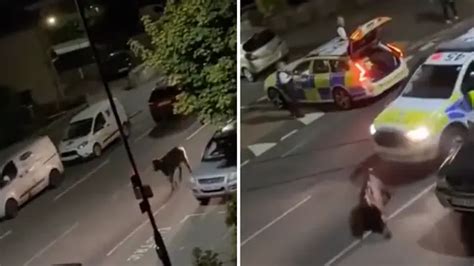 Officer Who Rammed Cow With Police Squad Car Removed From Frontline Duties Lbc