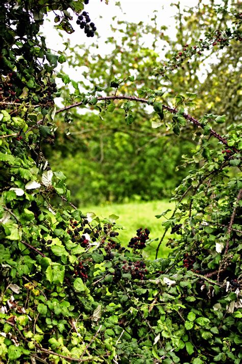 images tree nature forest grass branch wood texture leaf