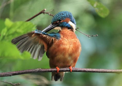 Eisvogel Eisvogel Alcedo Atthis C Armin Dreisbach Naturgucker