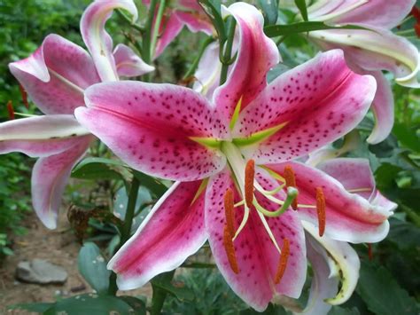 Lilium, Azucena o Lirio, nombre científico: Lilium spp