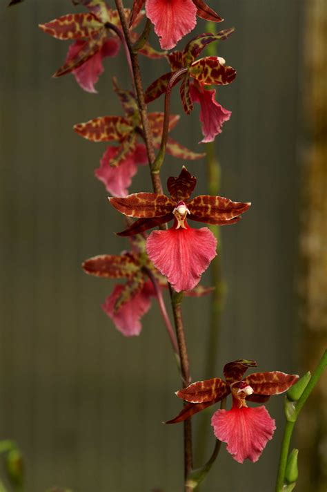 Odontoglossum Violetta Von Holm Rolf Panczak Flickr