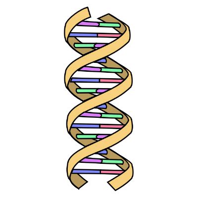 Recombination | Definition, Examples & Errors | Study.com