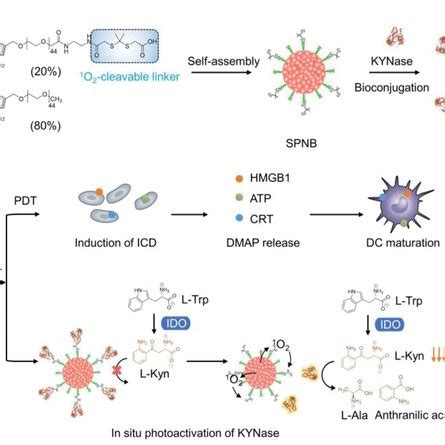 Schematic Illustration Of A The Preparation Procedure Of SPNK And B