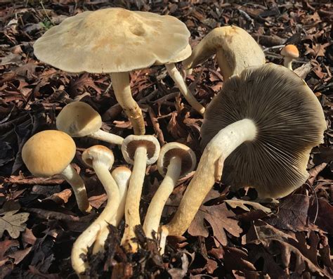 Leratiomyces Percevalii Leratiomyces Percevalii Picture Mushroom