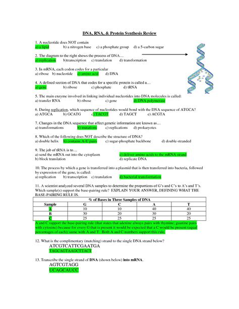 Modern Biology Skills Worksheet Dna Rna And Protein Synthesis