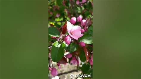 расцветали яблони и груши - YouTube