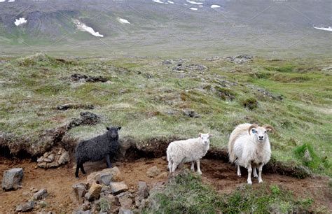 Icelandic Sheep Stock Photo Containing Iceland And Nordic Nature