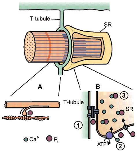 Figure 1 from Muscle fatigue: lactic acid or inorganic phosphate the ...