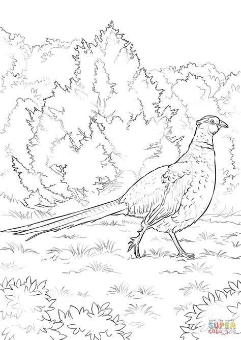 Ring Necked Pheasant coloring page | Free Printable Coloring Pages