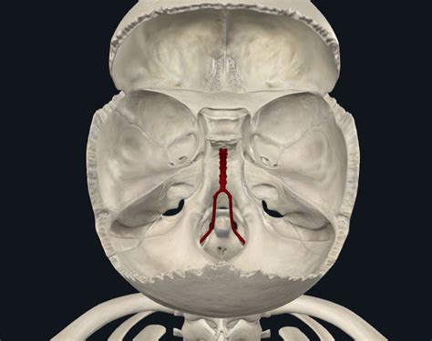 Anatomie Anatomie Tutorat Associatif Toulousain