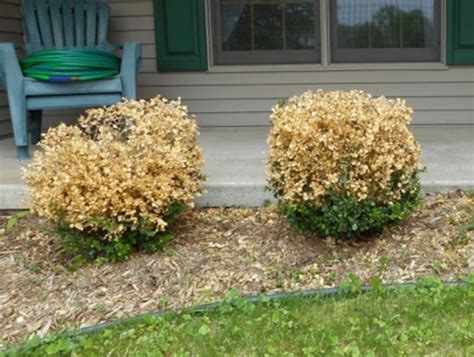 Browning of boxwood: Is it boxwood blight? - Landscaping