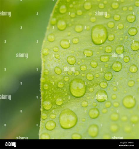 Big Water Drop On The Leaves Stock Photo Alamy