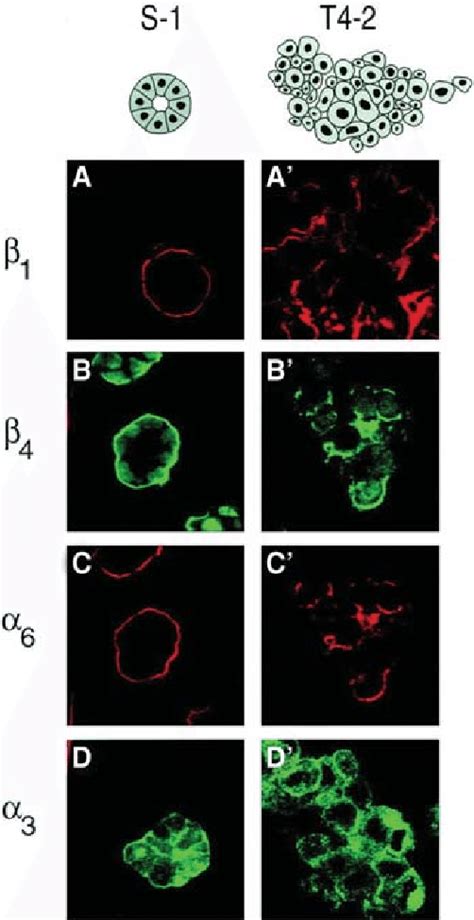 Normal And Malignant Mammary Epithelial Cells Form Distinct Colonies In Download Scientific