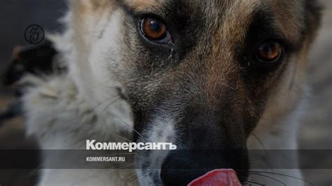 Майкопский суд назначил год исправительных работ стрелку, убившему ...