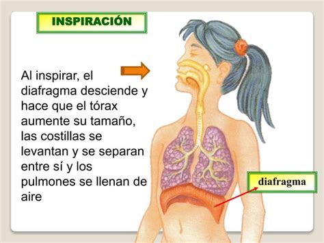 Sistema Respiratorio Y Pulmones Para Ni Os Ppt