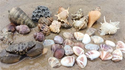 Menemukan Banyak Jenis Hewan Laut Sa At Pantai Surut Kerang Kapah Putih