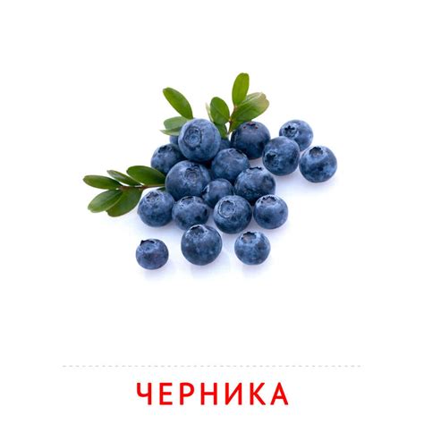 Фрукты и ягоды: Черника