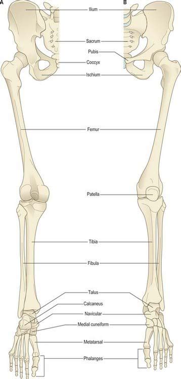 Pelvic Girdle And Lower Limb Overview And Surface Anatomy