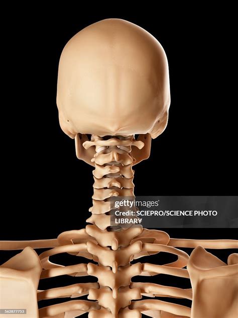 Neck Bones Anatomy