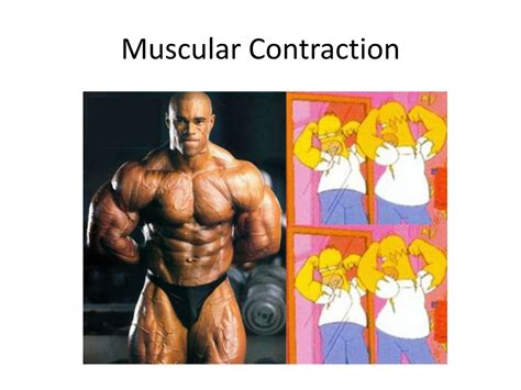 Ppt Muscular Contraction Powerpoint Presentation Free Download Id