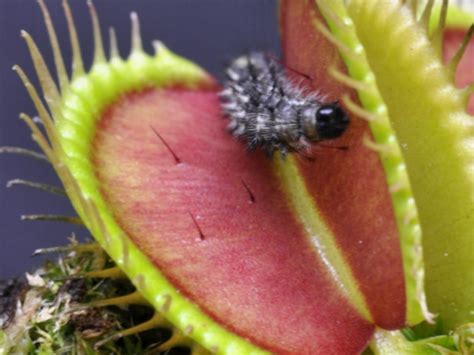 Diane Dionaea Plante Carnivore Alma Plantes 54 Off