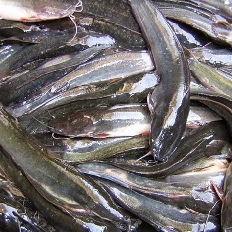 Jual Ikan Lele Segar 1 Kg Mentah Warung Lampung Shopee Indonesia