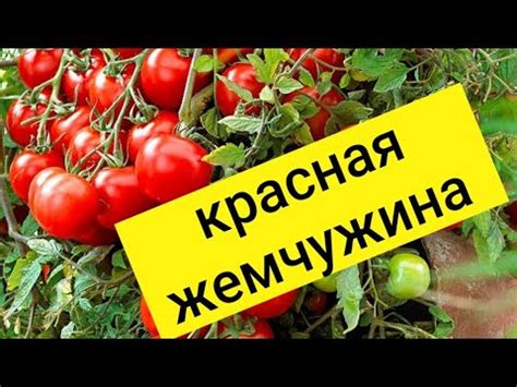 Урожайные томаты черри. Сорта томатов для открытого грунта. Сорт ...