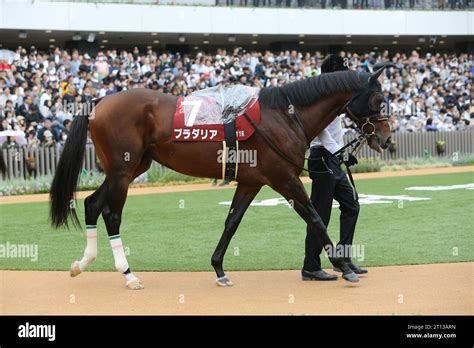 Kyoto Japan 9th Oct 2023 Pradaria Is Led Through The Paddock Before