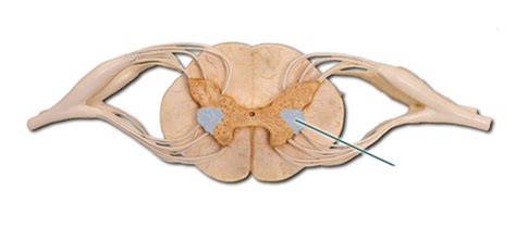 Spinal Cord Lab Model Diagram Quizlet