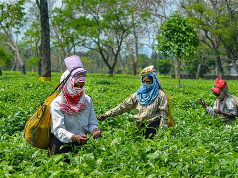 Tea Exports Surge By 18 To Rs 6582 Cr In Fy23 But Exporters Remain