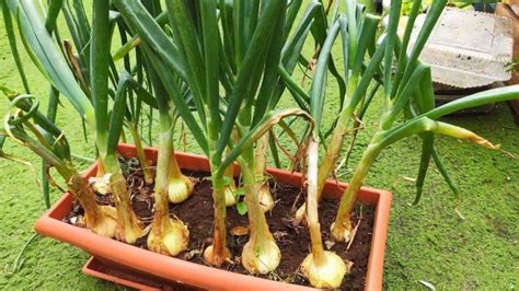 Cómo Cultivar Tus Cebollas Sin Semilla Y En Maceta