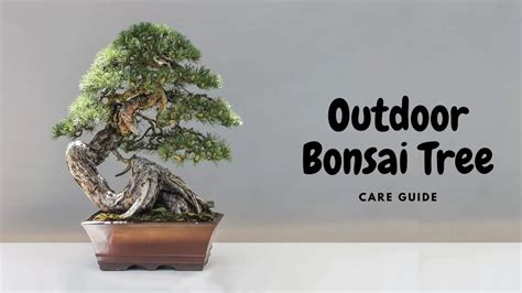 An Insider Bonsai Tree Care Guide For Beginners From A Bonsai Master