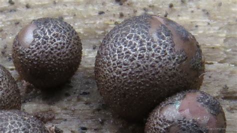 Lycogala Exiguum Kleine Boomwrat