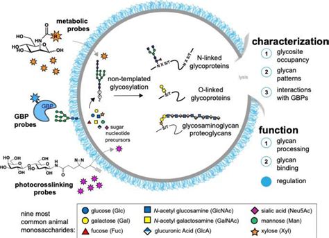 Glycan Binding Activitybased Protein Profiling In Cells Enabled By