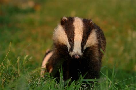 National Badger Day: Betrayal in the British countryside | Kate on ...