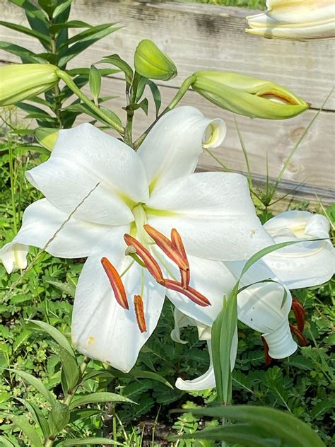 Oriental Lily Zambesi | Etsy