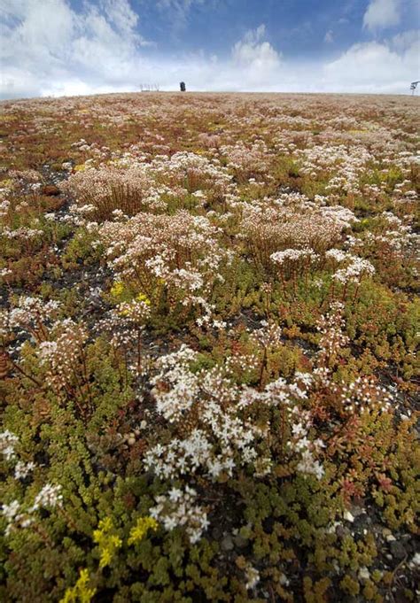 Kalzip Naturdach F R Besseres Wassermanagement Und Mehr Biodiversit T