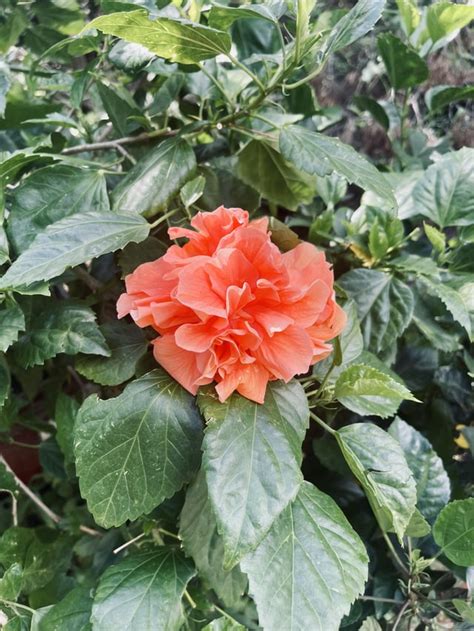 Double Peach Rhibiscus
