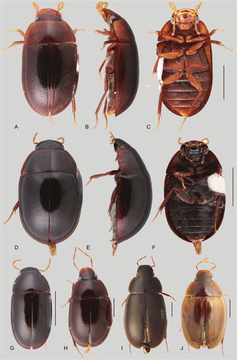 Habitus Of Chasmogenus Spp A C C Ruidus A Dorsal Habitus B Lateral