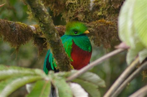 Los Quetzales National Park Birds Costa Rica