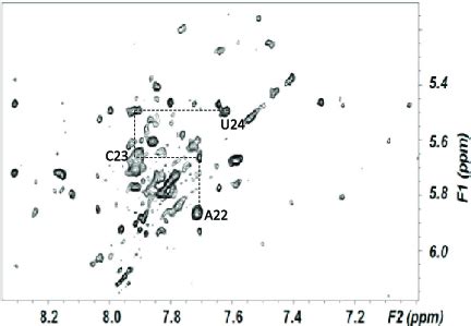 Aromaticanomeric BaseH1 Region Of An NOESY Spectrum Of