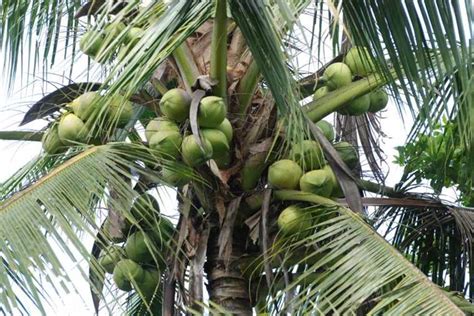 Kementan Kenalkan Kelapa Indonesia Di Kancah Internasional Trubus