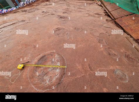 Sauropods Hi Res Stock Photography And Images Alamy