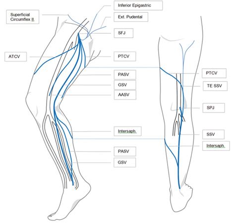 Great Saphenous Vein And Its Tributaries